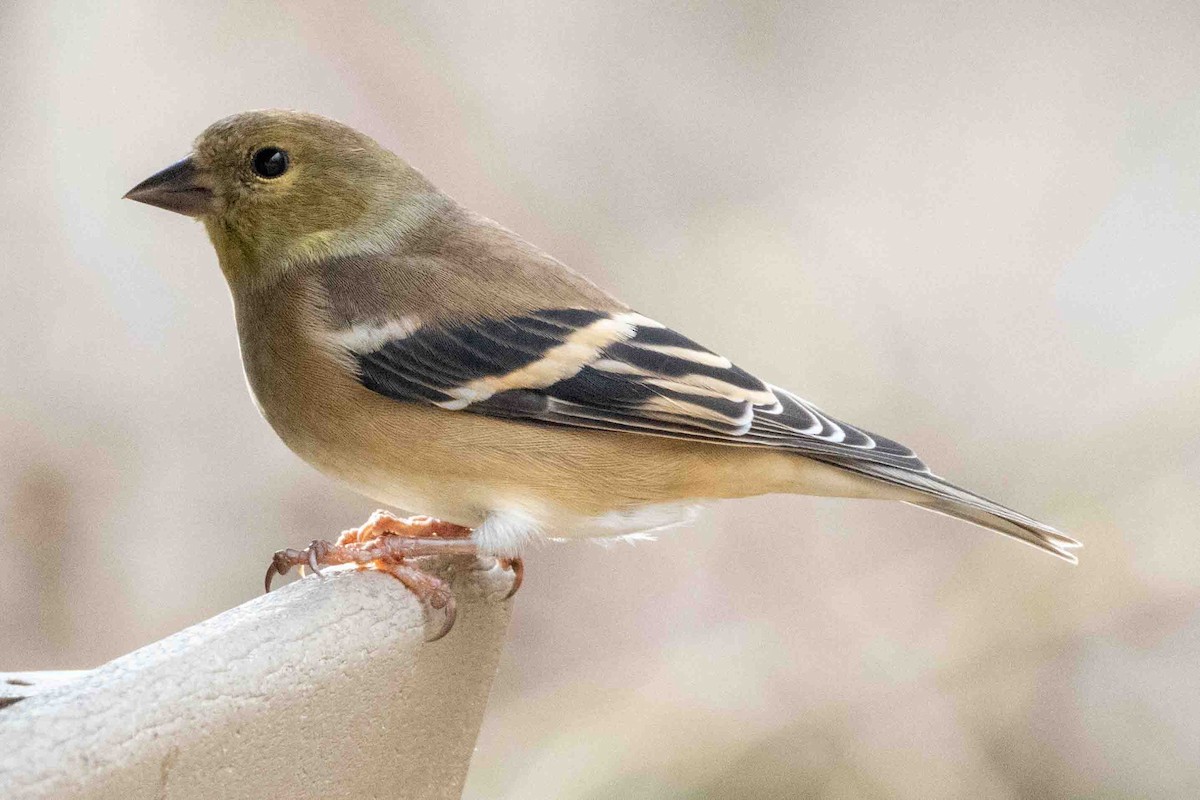 American Goldfinch - ML645751840