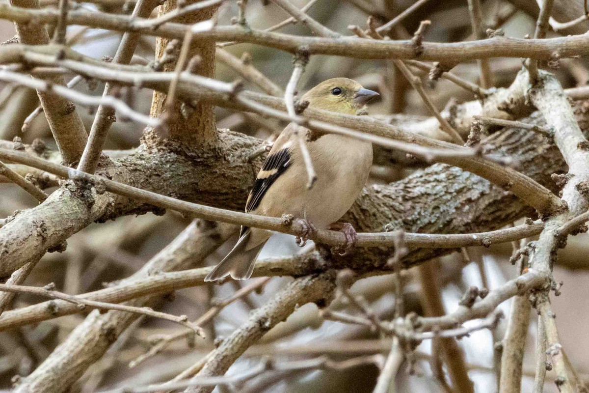 American Goldfinch - ML645751841