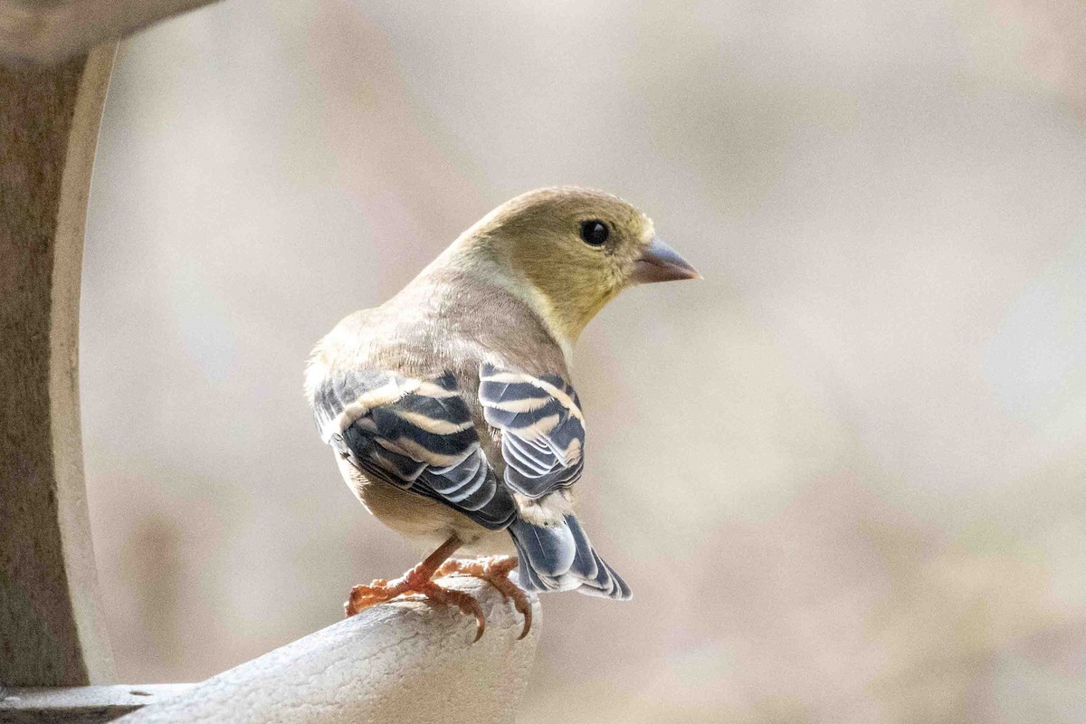American Goldfinch - ML645751842