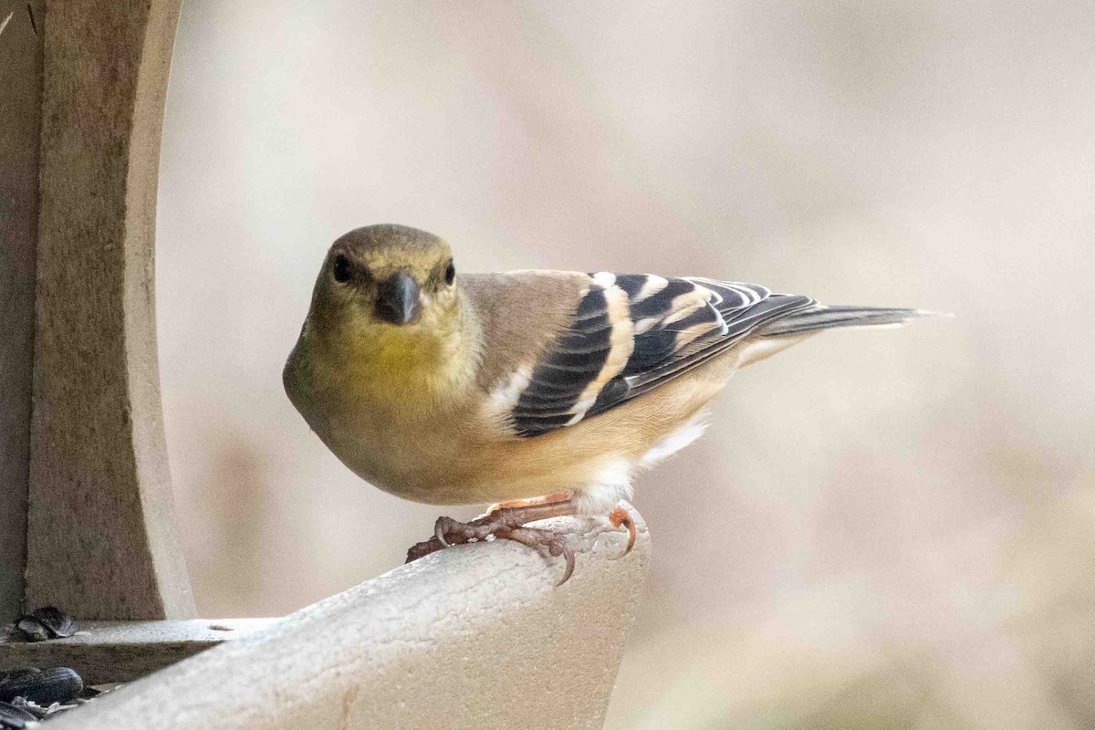 American Goldfinch - ML645751843