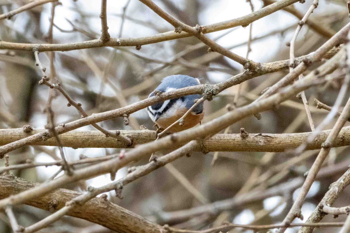 Red-breasted Nuthatch - ML645751858