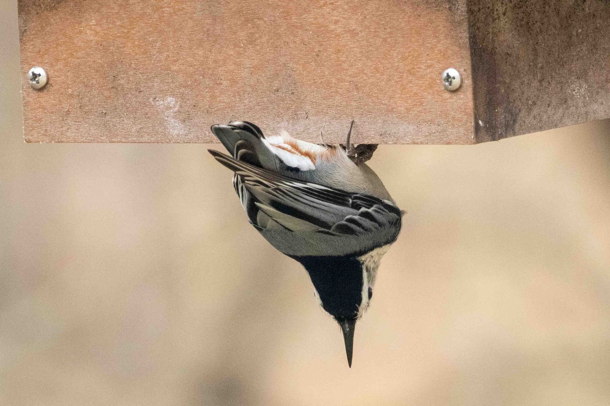 White-breasted Nuthatch - ML645751885