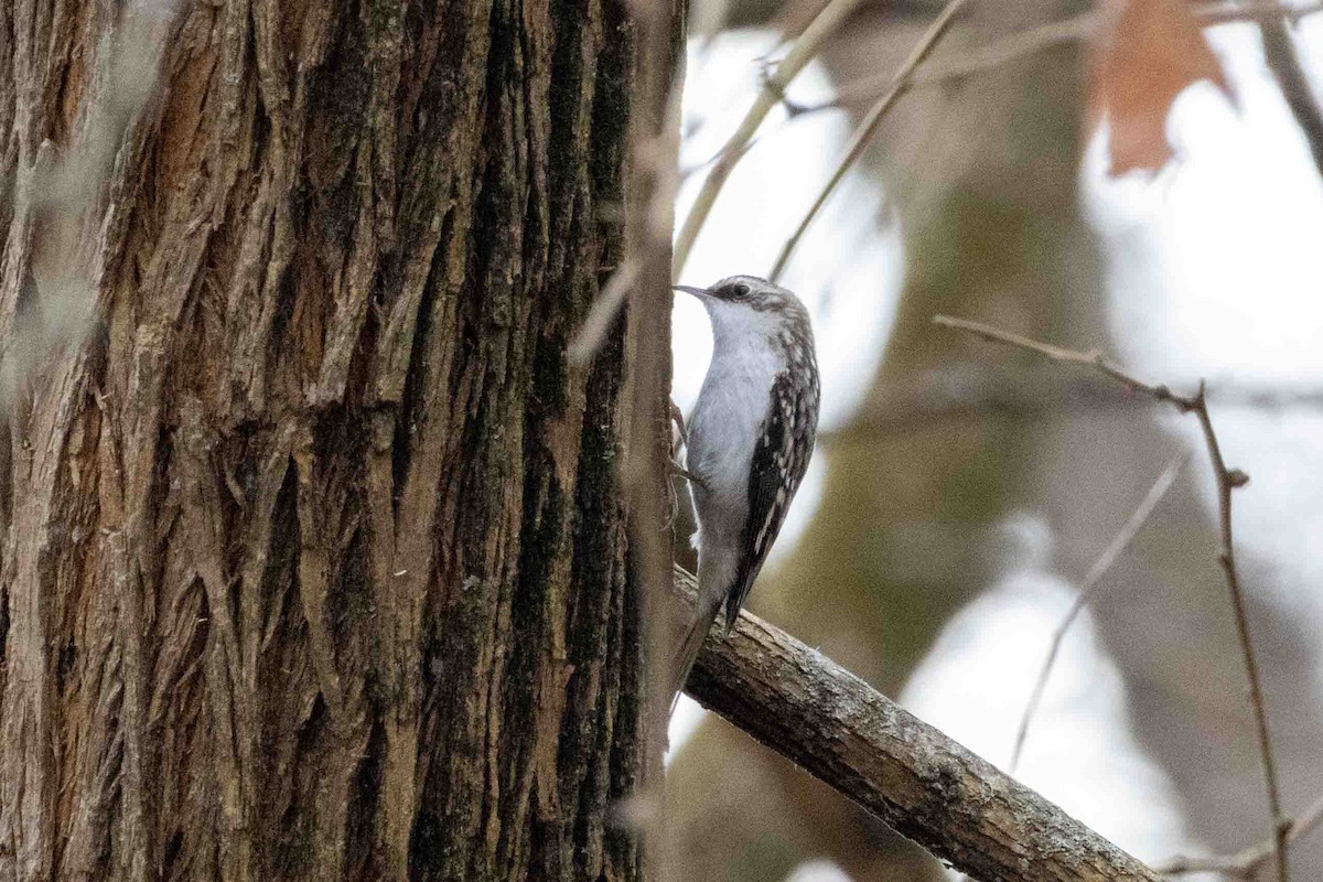 Brown Creeper - ML645751894