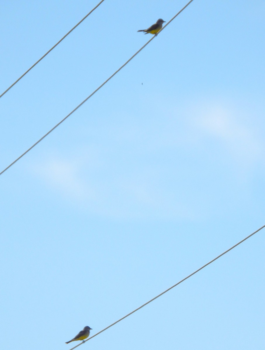 Western Kingbird - ML645751907