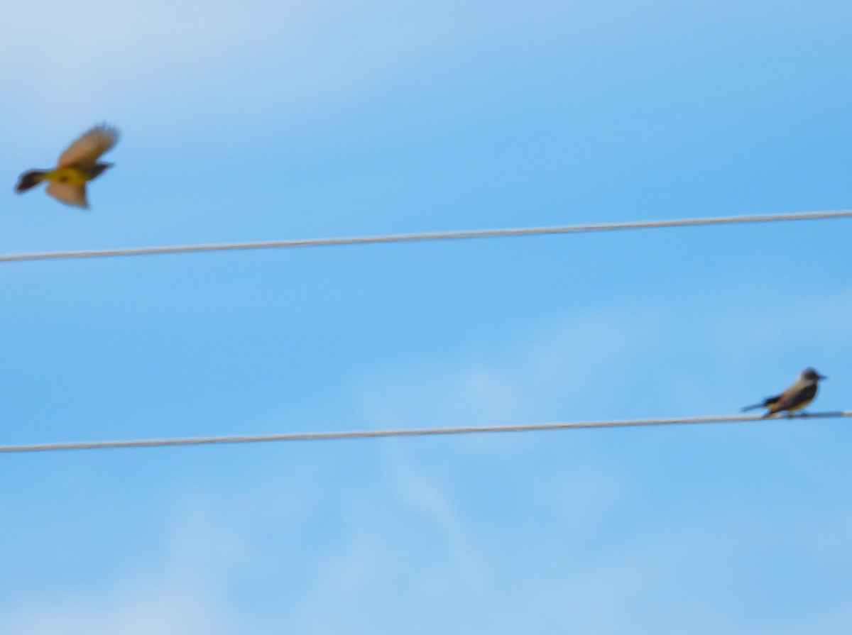 Western Kingbird - ML645751908