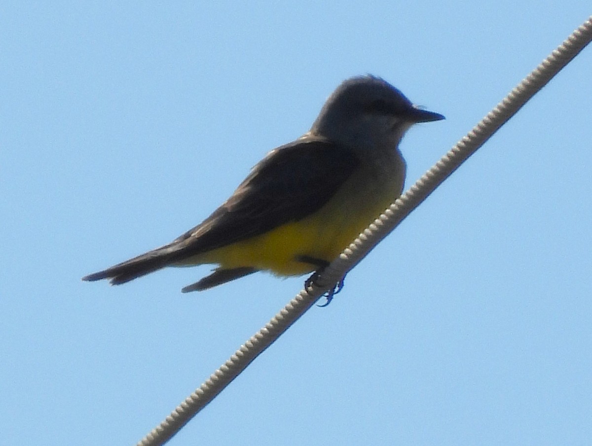 Western Kingbird - ML645751909