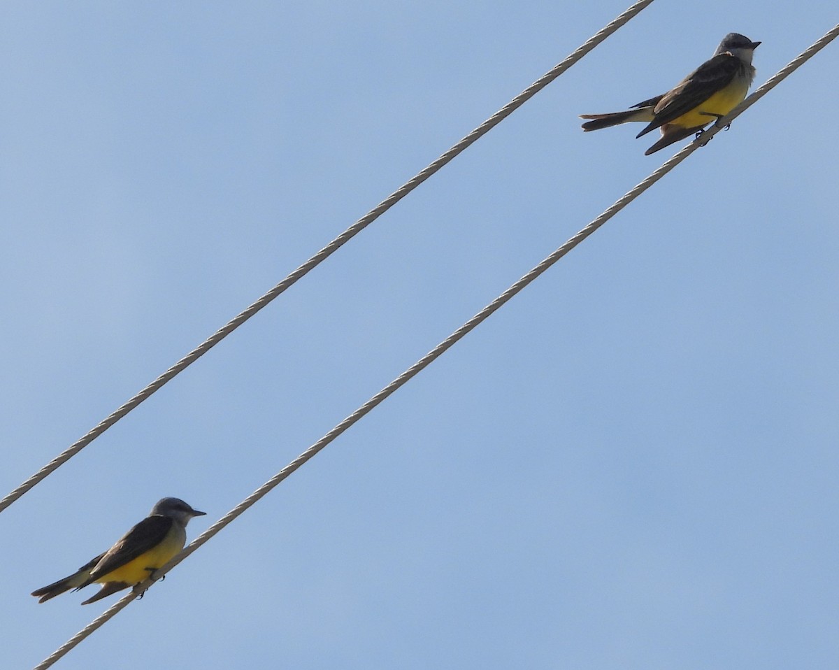 Western Kingbird - ML645751911