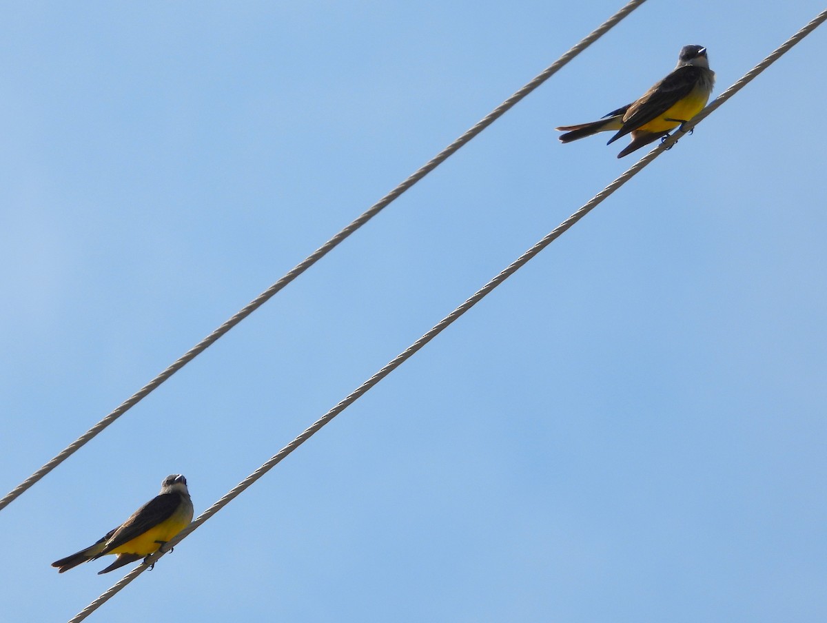 Western Kingbird - ML645751912