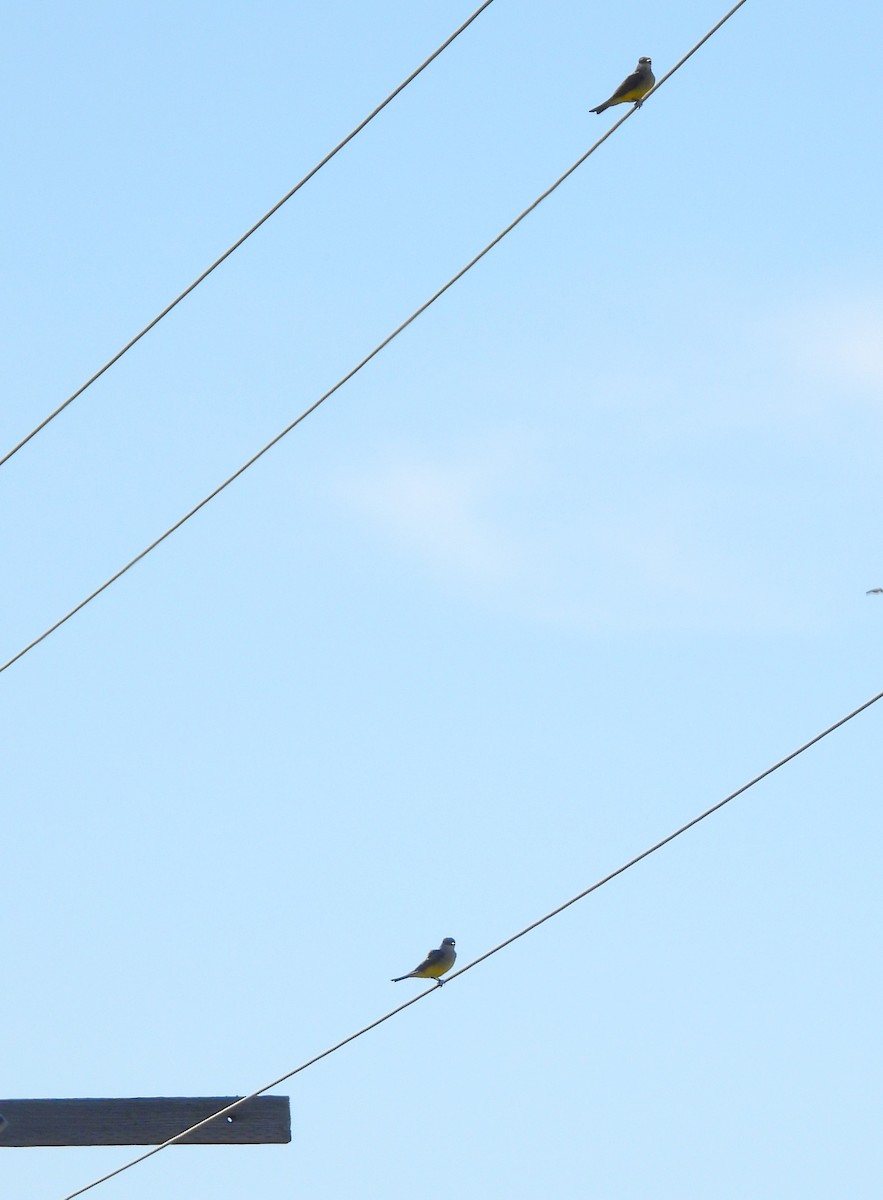 Western Kingbird - ML645751913