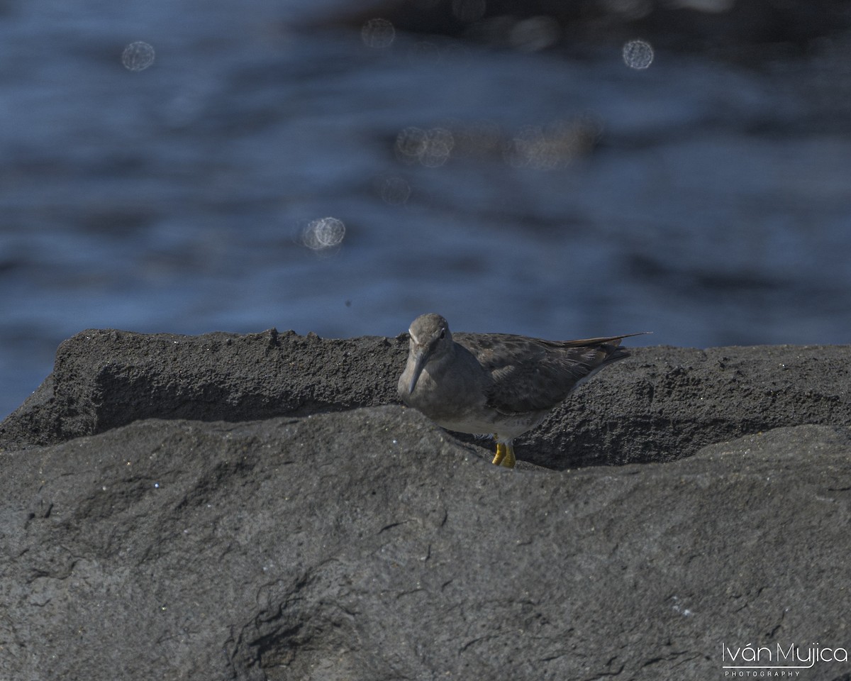 Wandering Tattler - ML645751925
