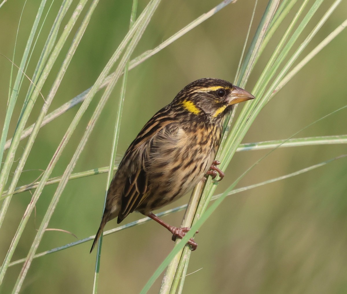 Streaked Weaver - ML645751934