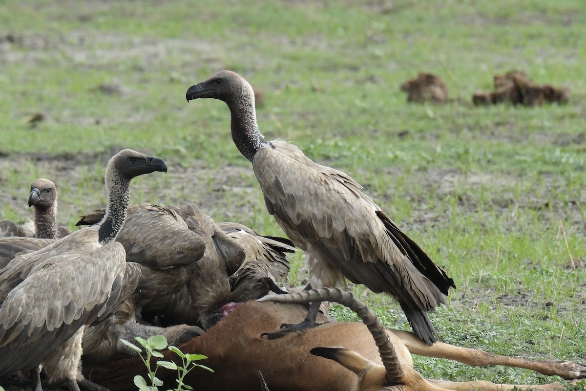 White-backed Vulture - ML645751935