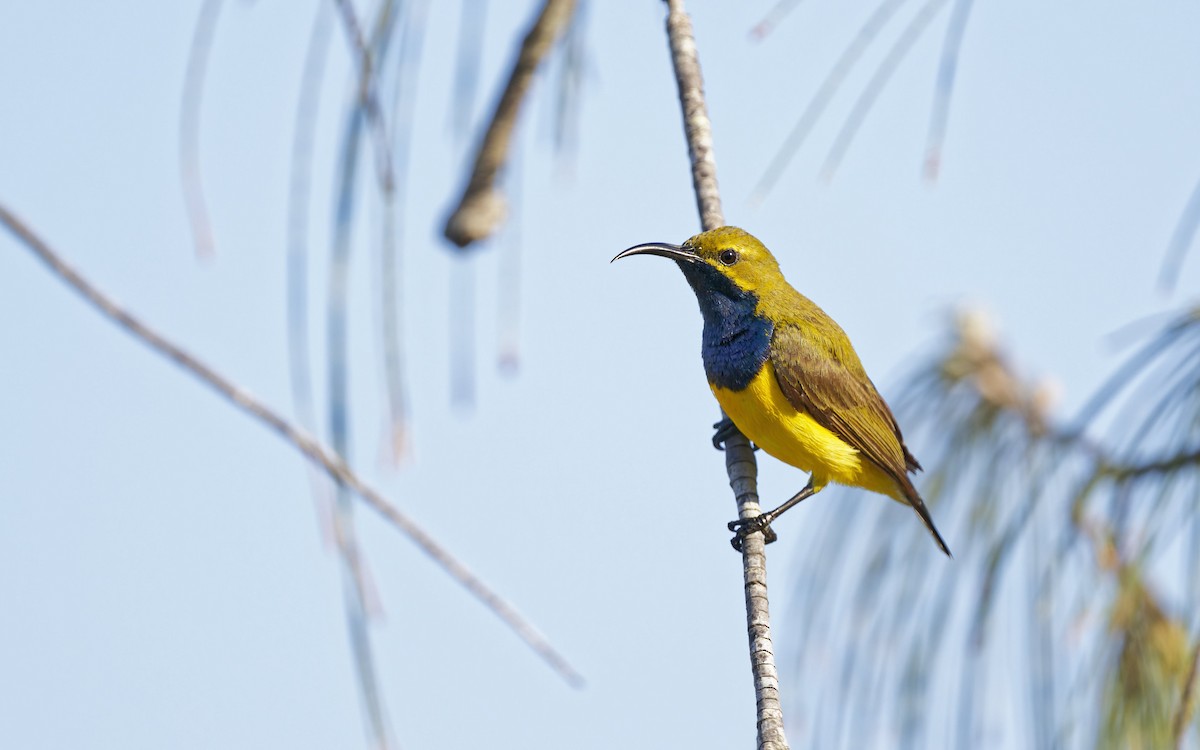 Sahul Sunbird - ML645751937