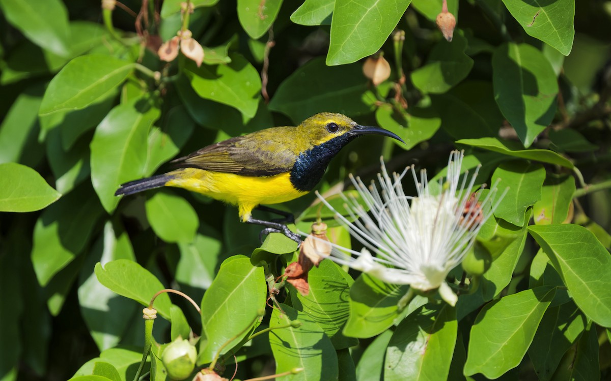 Sahul Sunbird - ML645751938