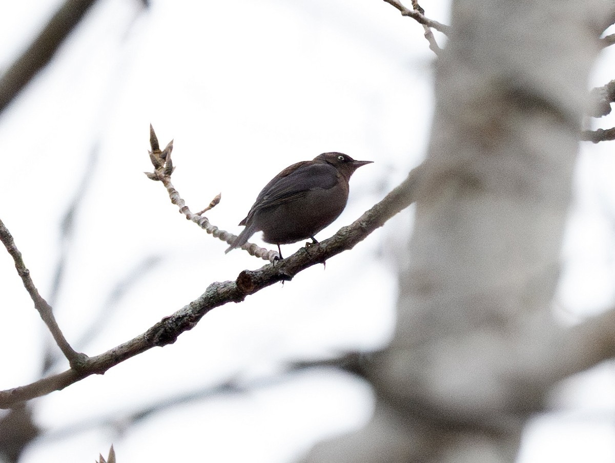 Rusty Blackbird - ML645751943