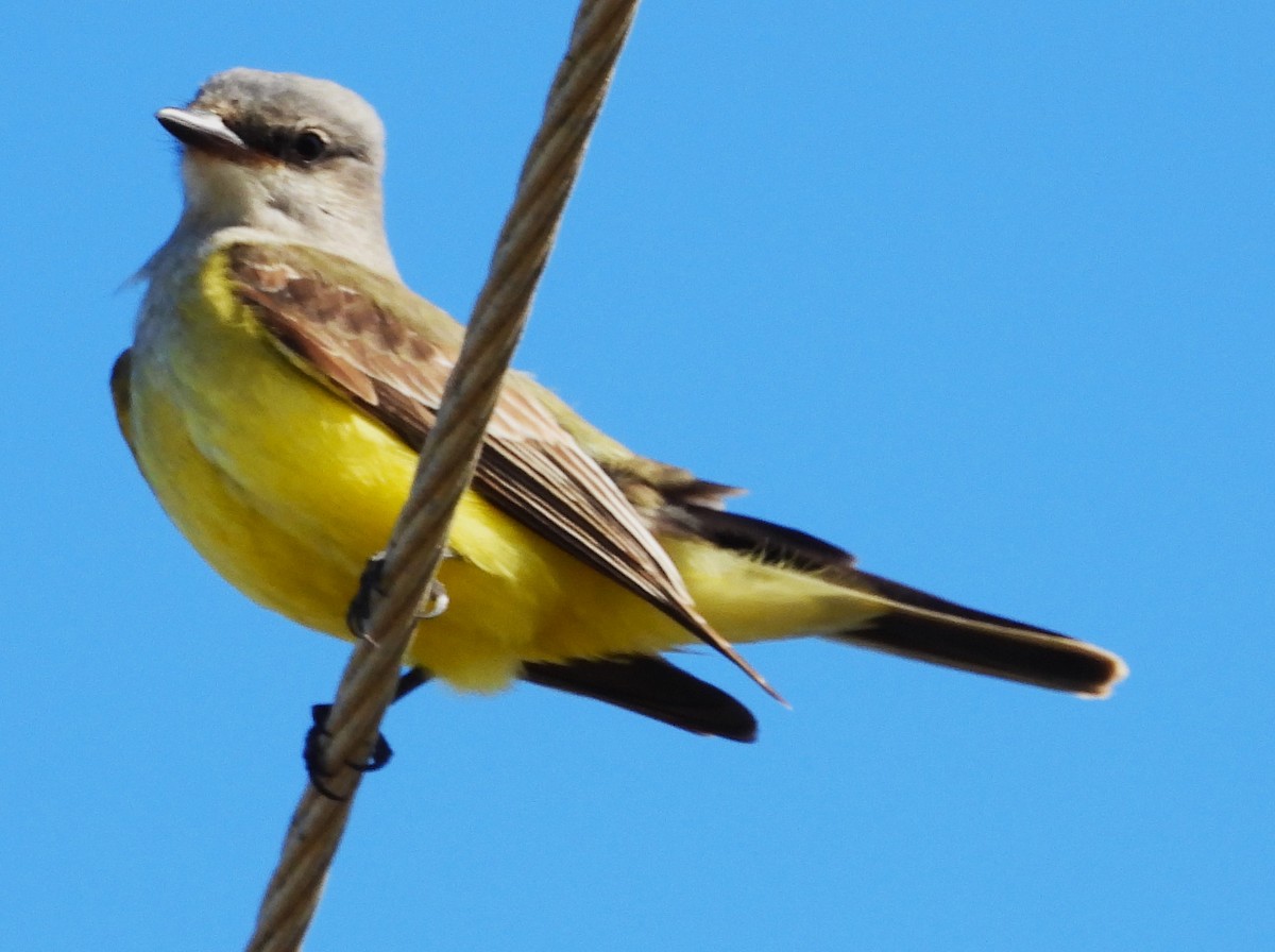 Western Kingbird - ML645751946