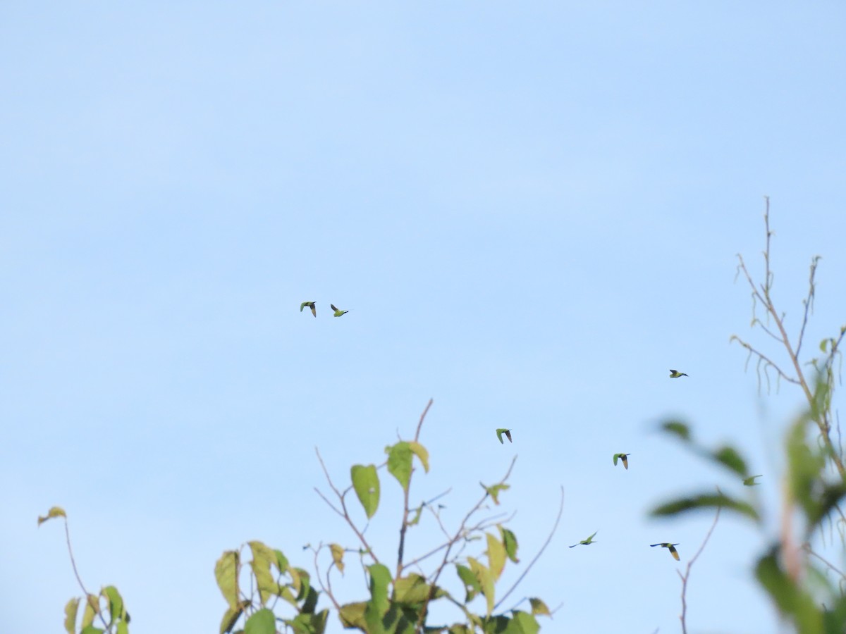 Scarlet-fronted Parakeet - ML645751951