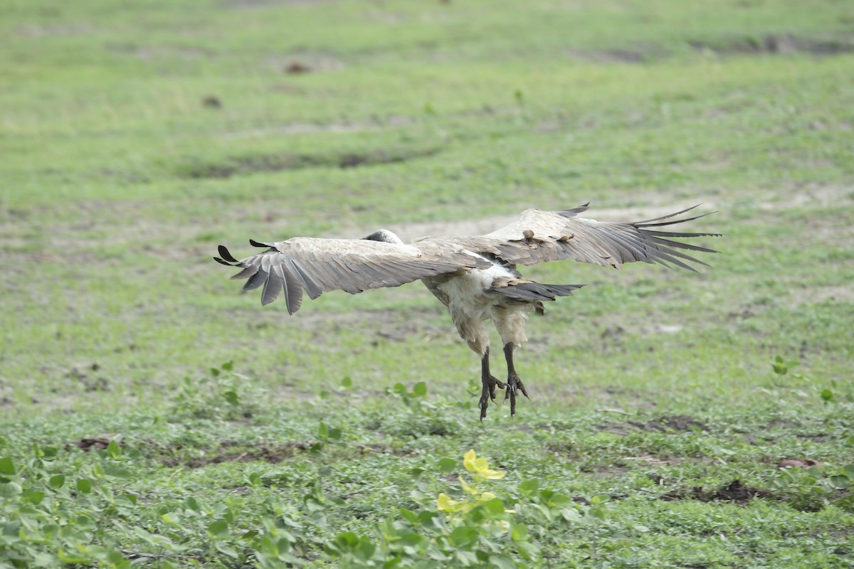 White-backed Vulture - ML645751959