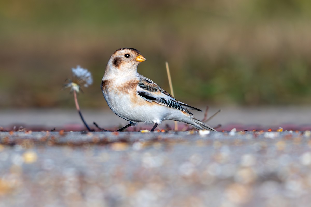 Snow Bunting - ML645751961