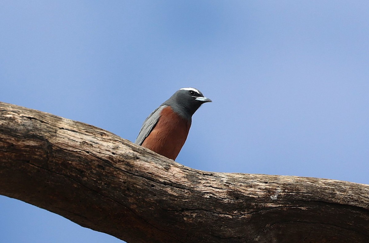 White-browed Woodswallow - ML645751975