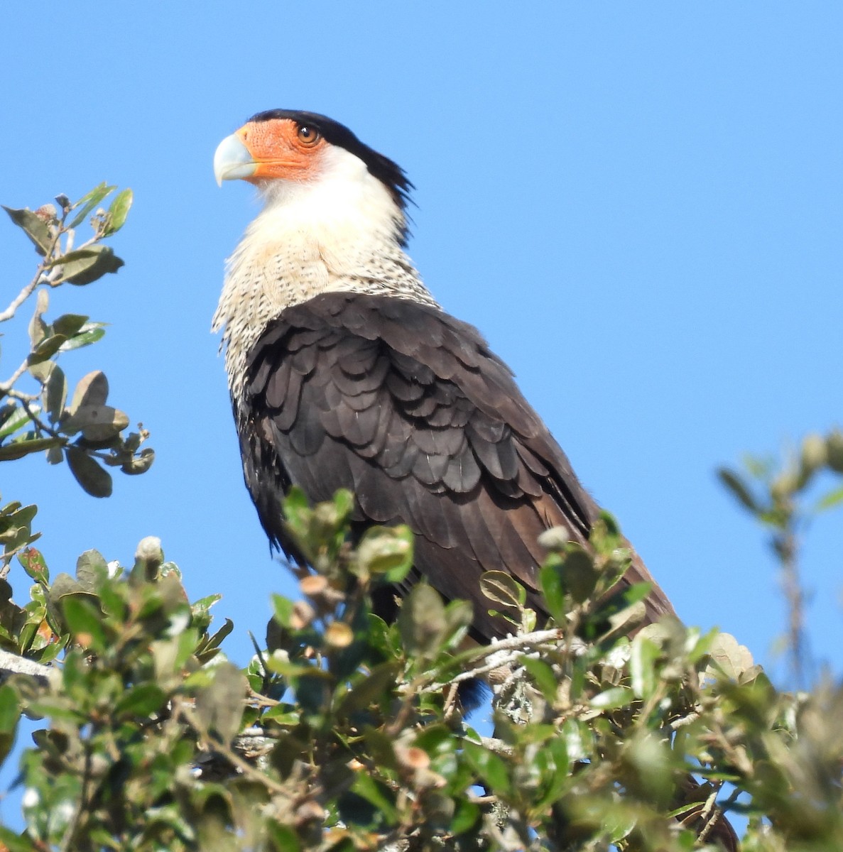 Crested Caracara - ML645751977
