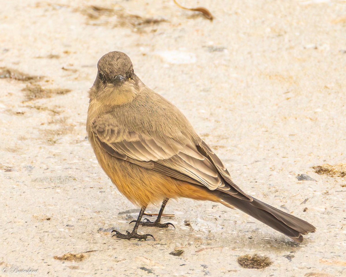 Say's Phoebe - ML645751984