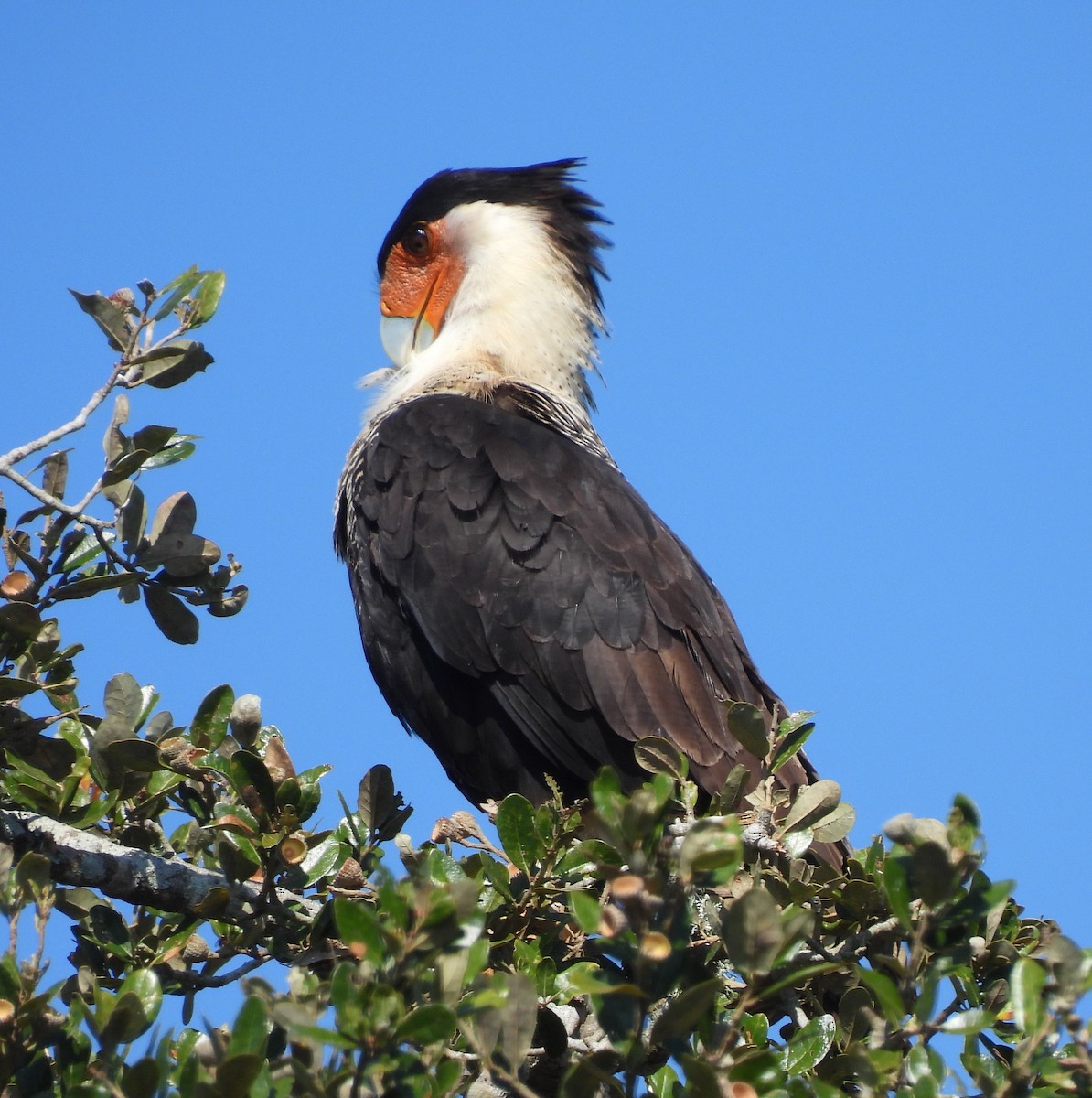 Crested Caracara - ML645752004