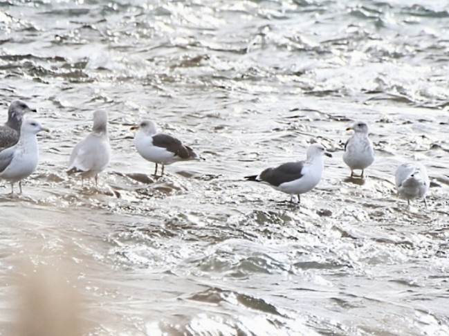 Lesser Black-backed Gull - ML645752008