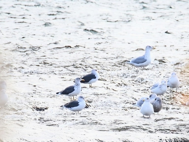 Lesser Black-backed Gull - ML645752009