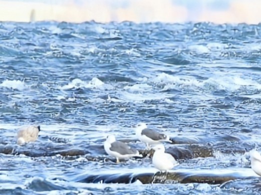 Lesser Black-backed Gull - ML645752010