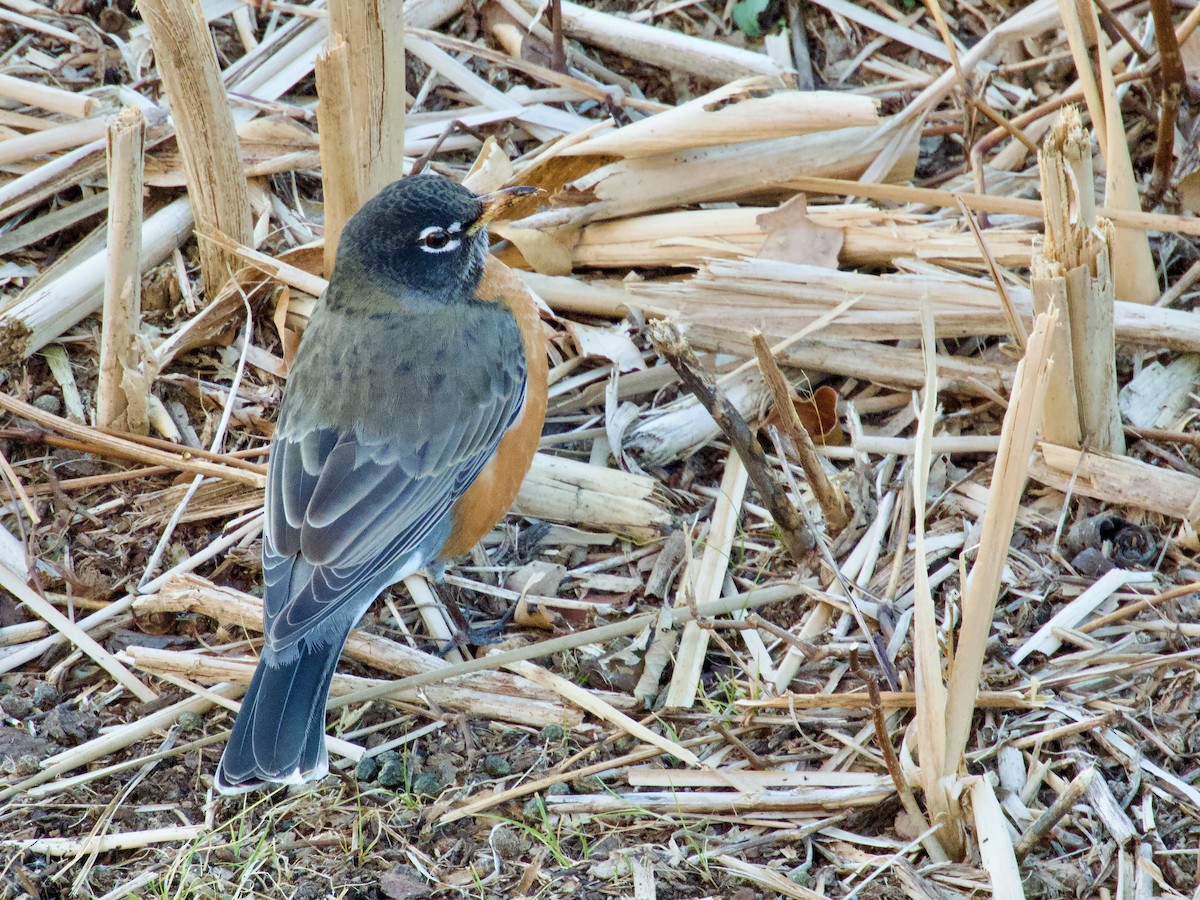 Merle d'Amérique - ML645752012