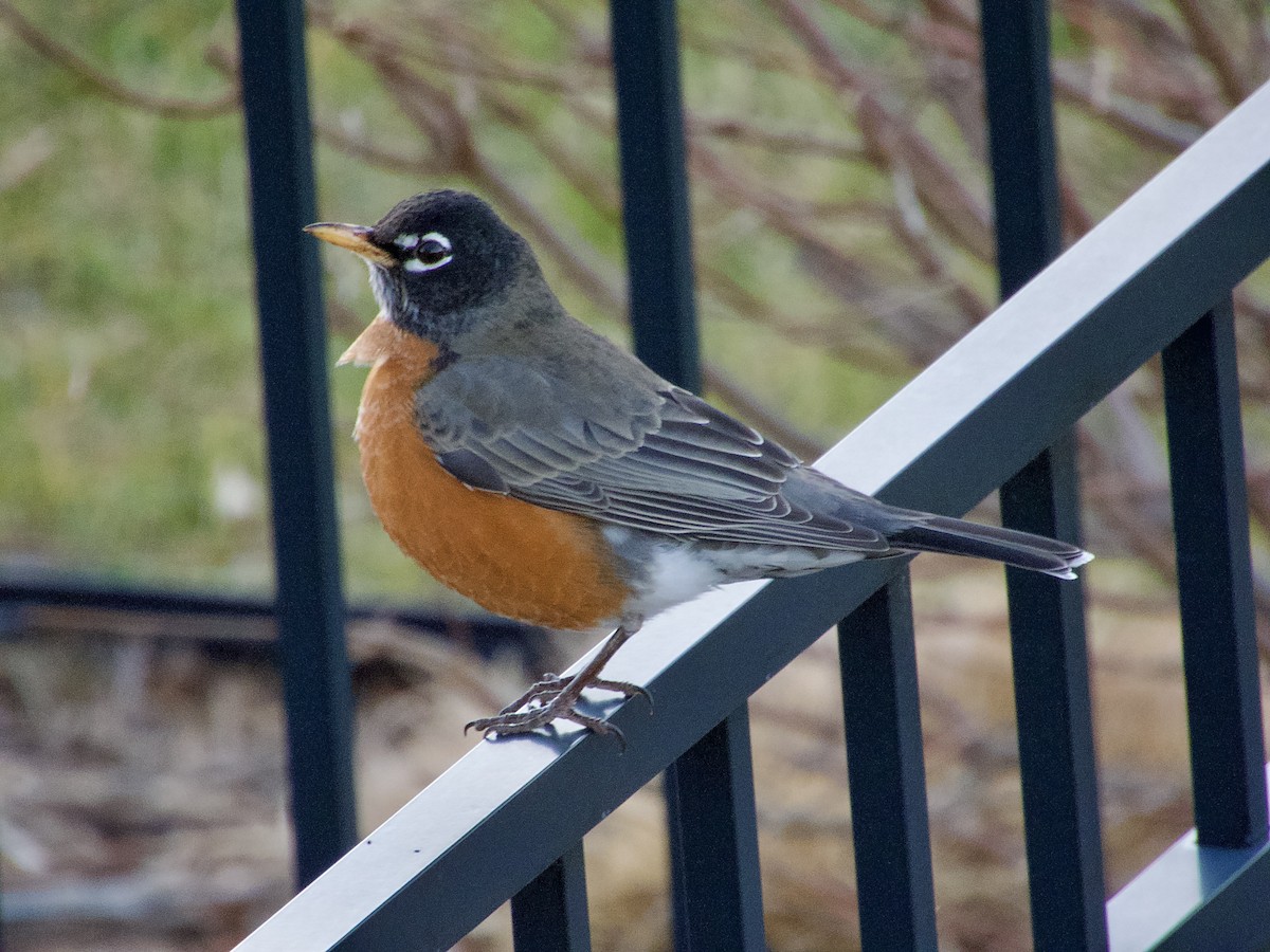 Merle d'Amérique - ML645752013