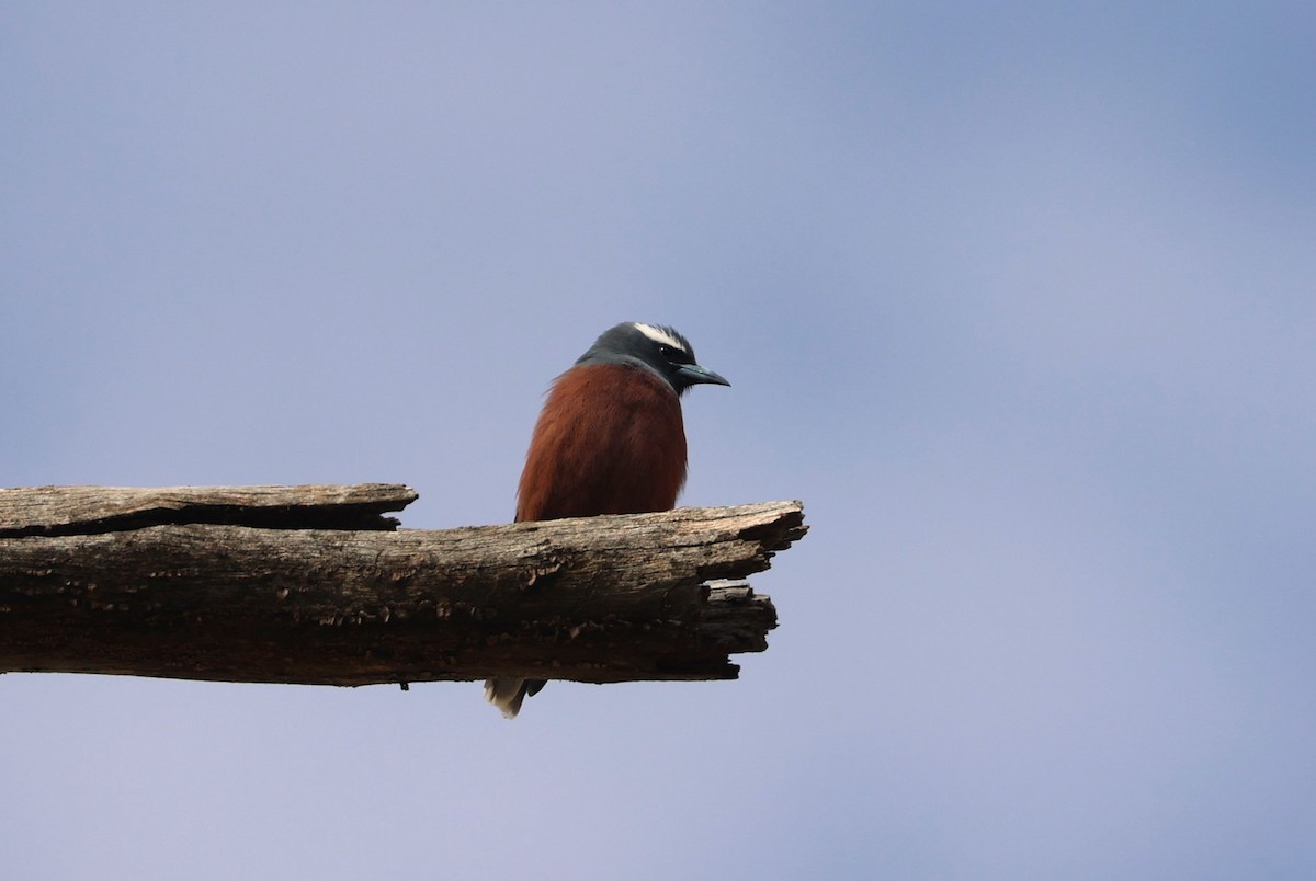 White-browed Woodswallow - ML645752014