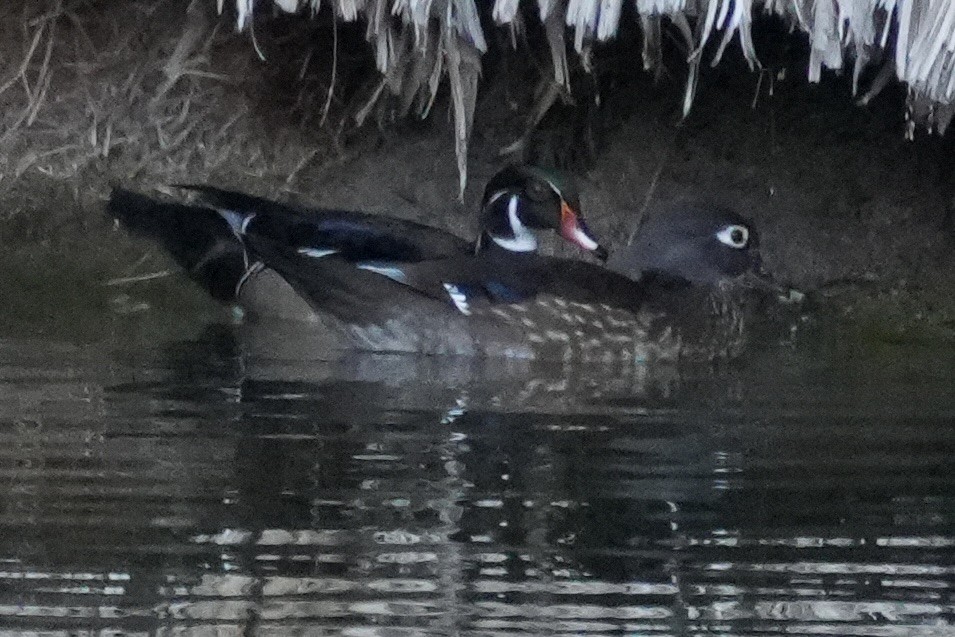 Wood Duck - ML645752016