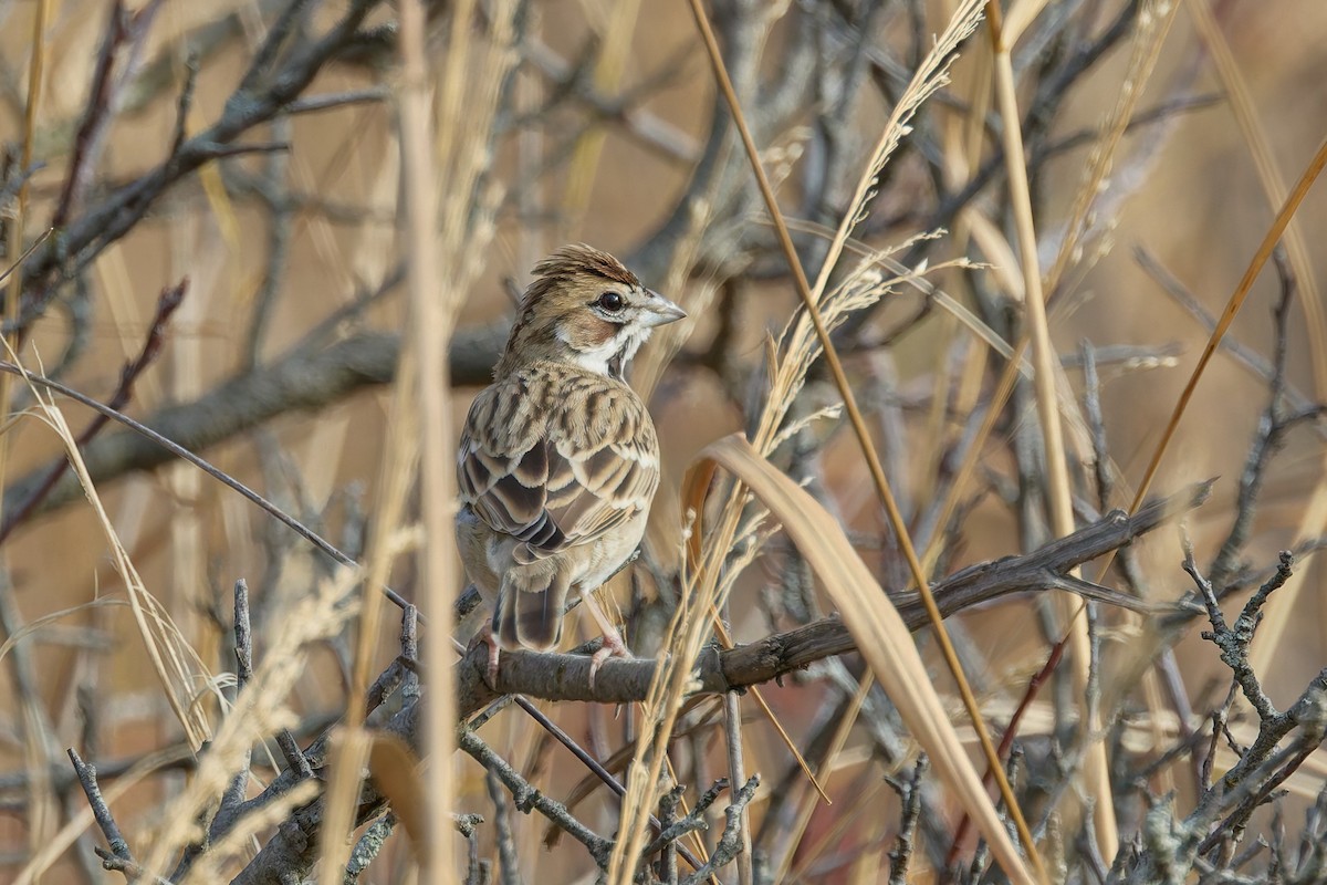 Lark Sparrow - ML645752019