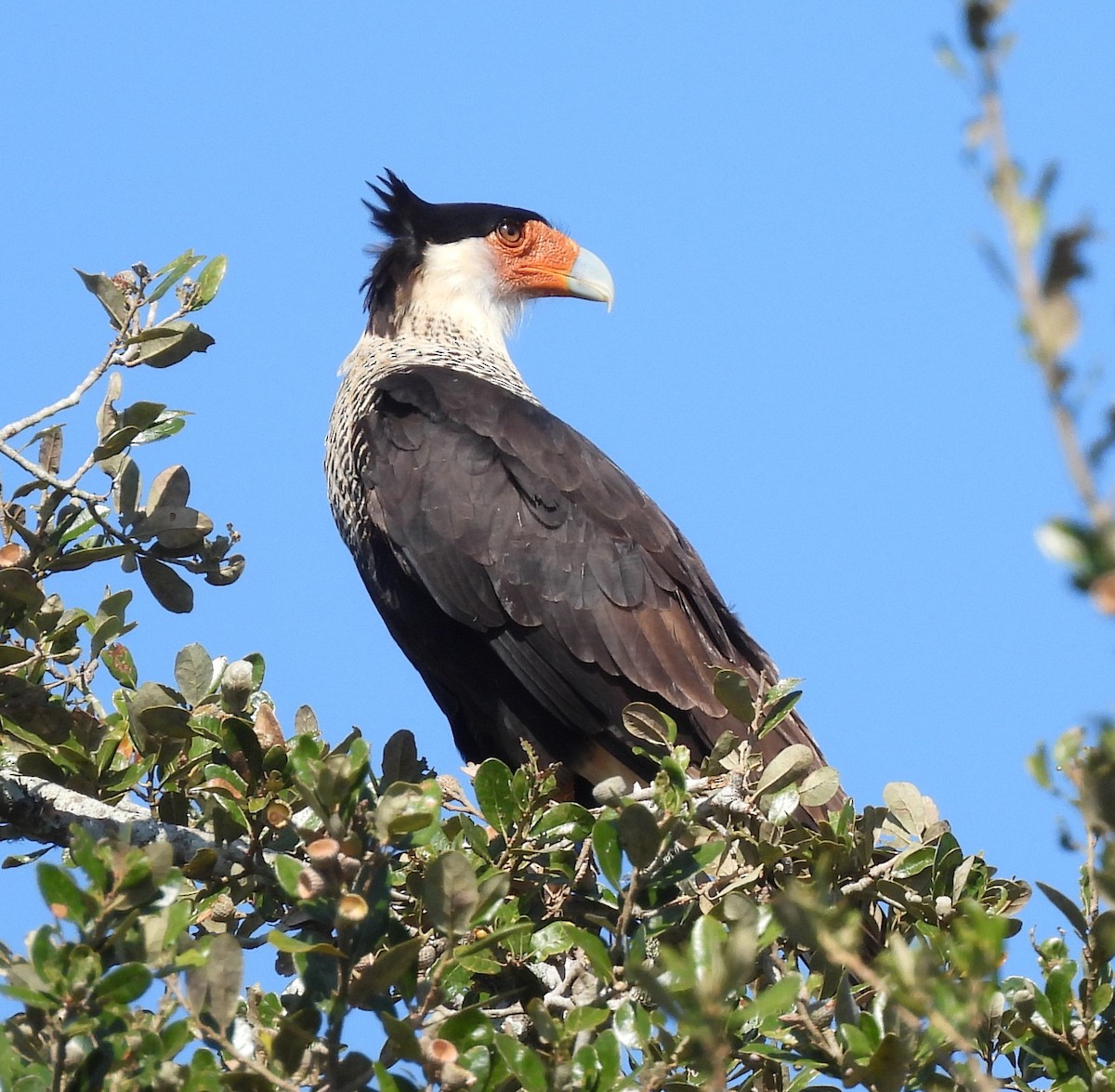 Crested Caracara - ML645752025
