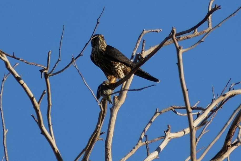 Merlin - ML645752030