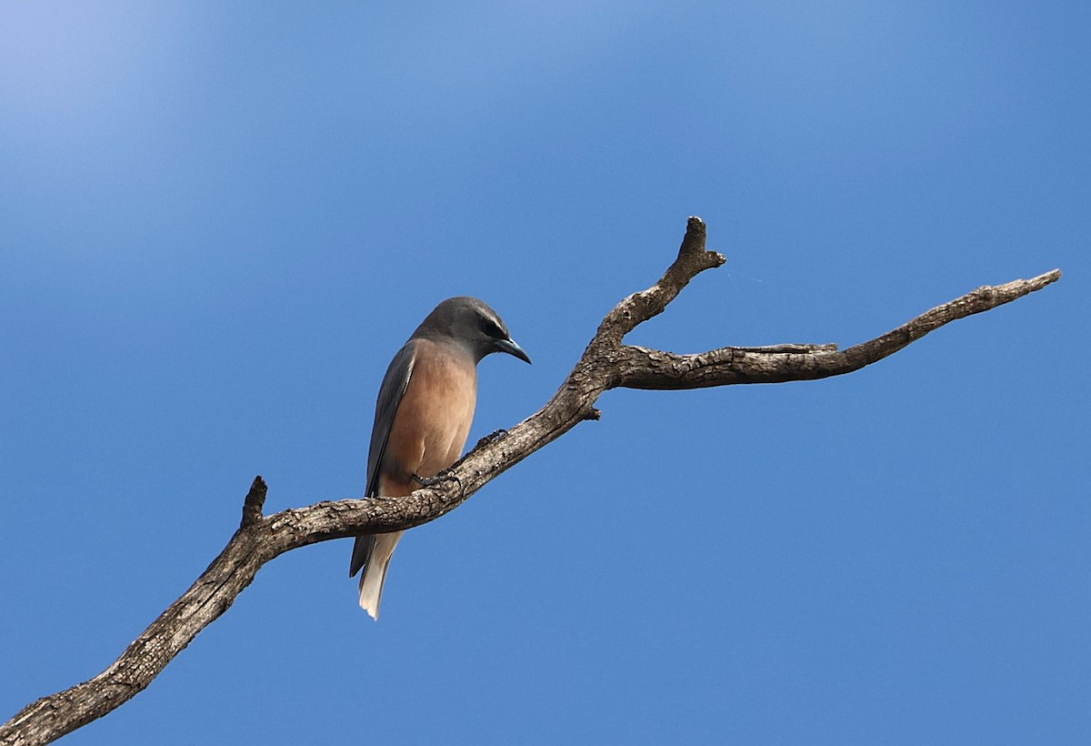 White-browed Woodswallow - ML645752038