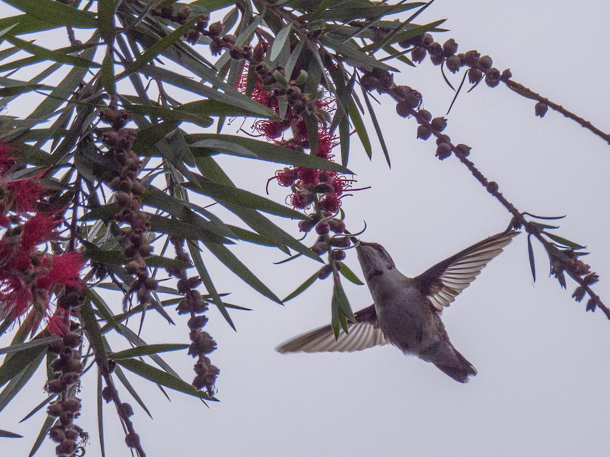 Колібрі рубіновогорлий - ML645752039