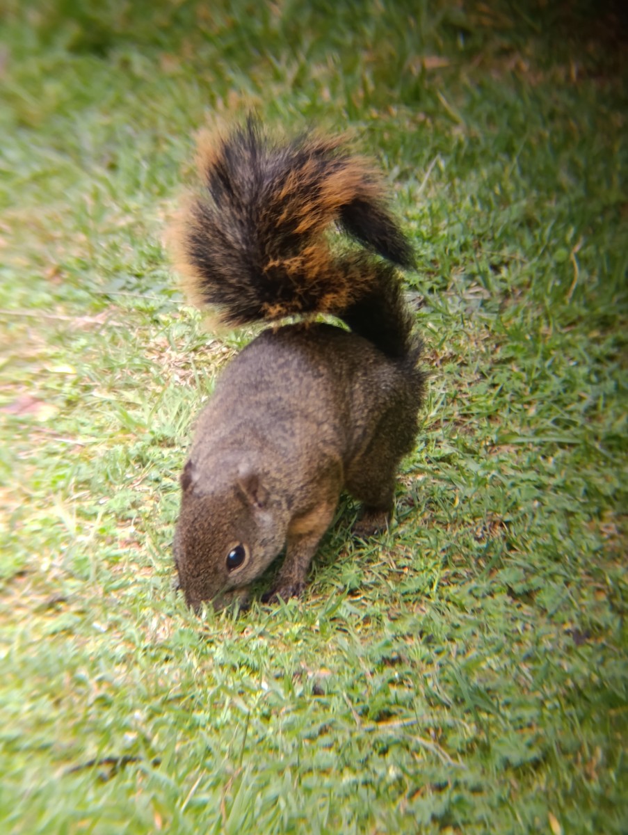 Red-tailed Squirrel - ML645752051