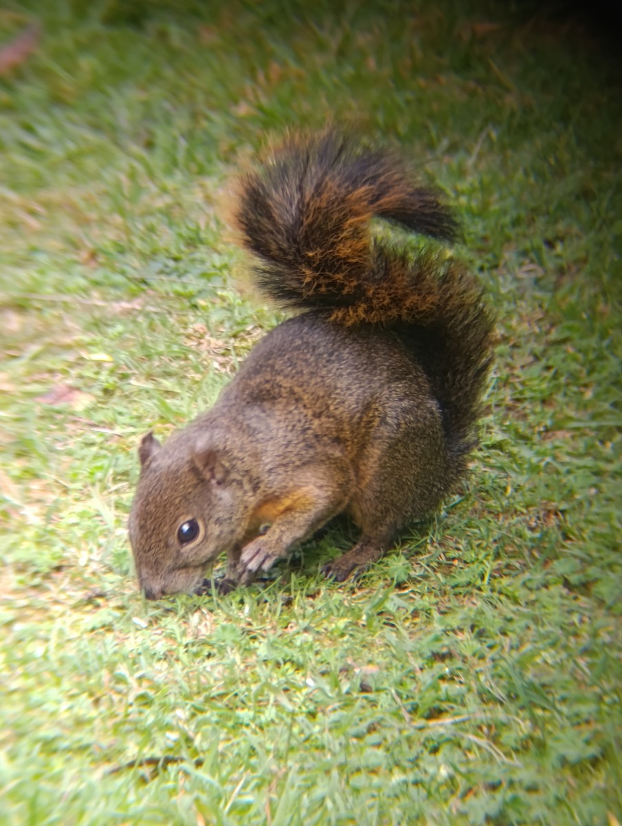Red-tailed Squirrel - ML645752052