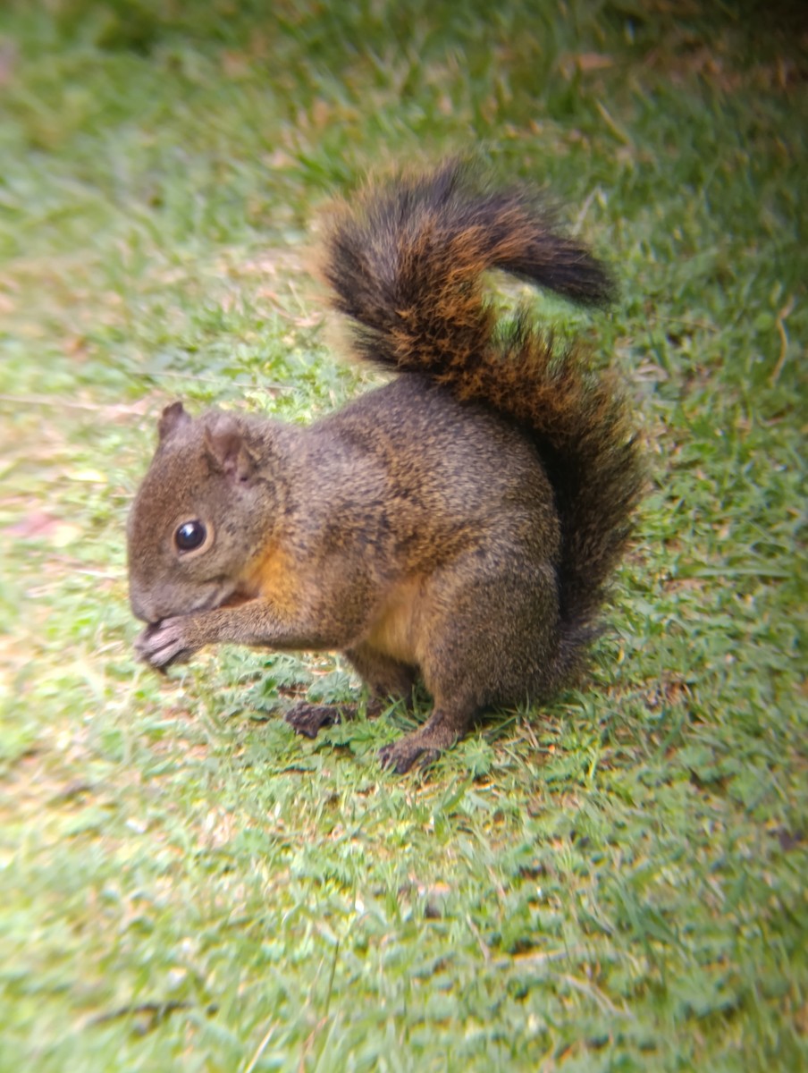 Red-tailed Squirrel - ML645752054