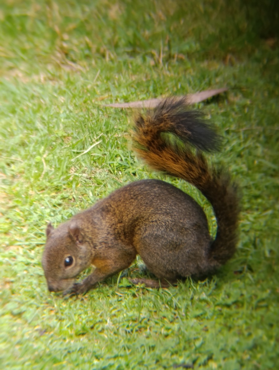 Red-tailed Squirrel - ML645752057