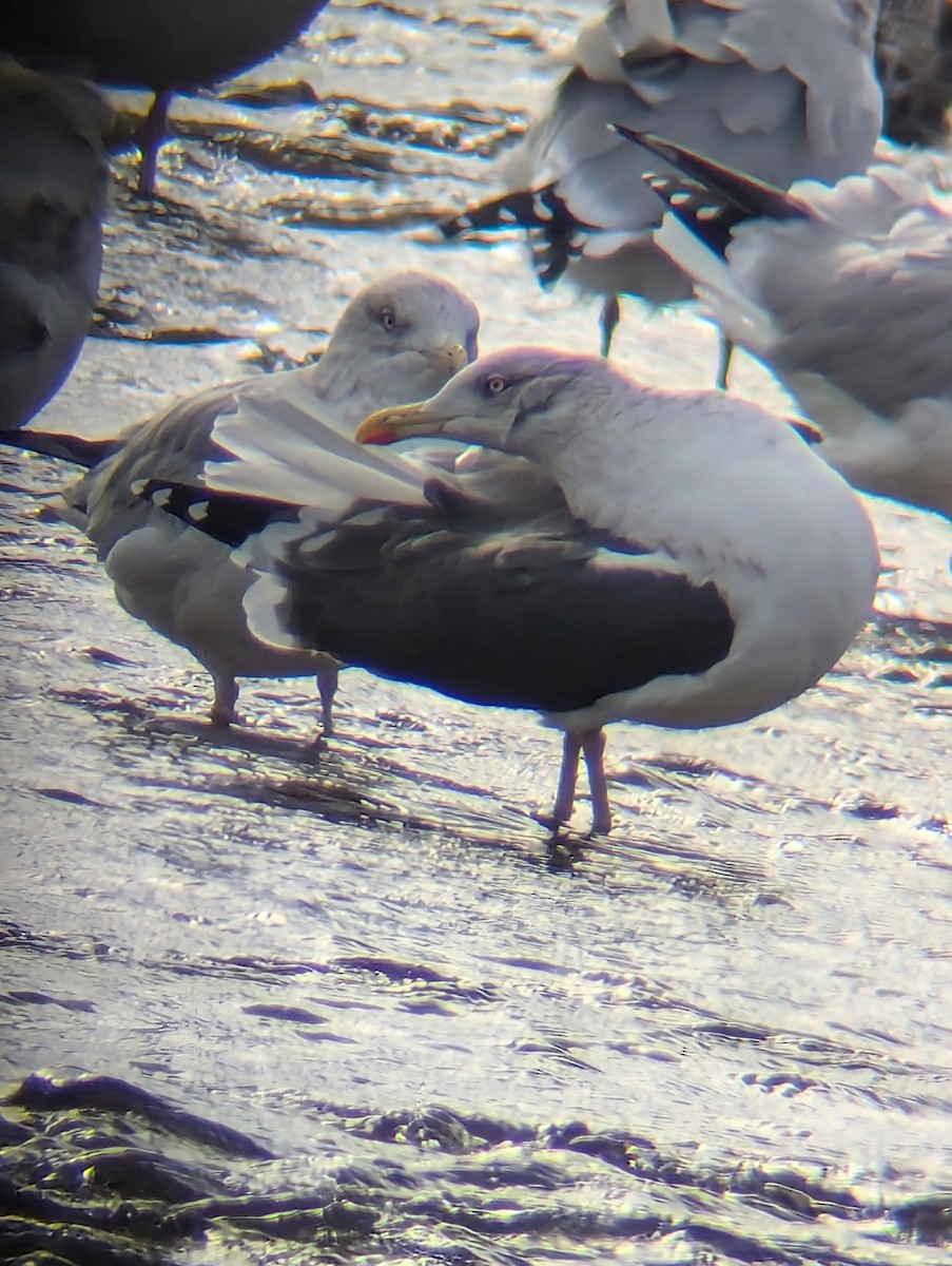 Lesser Black-backed Gull - ML645752060