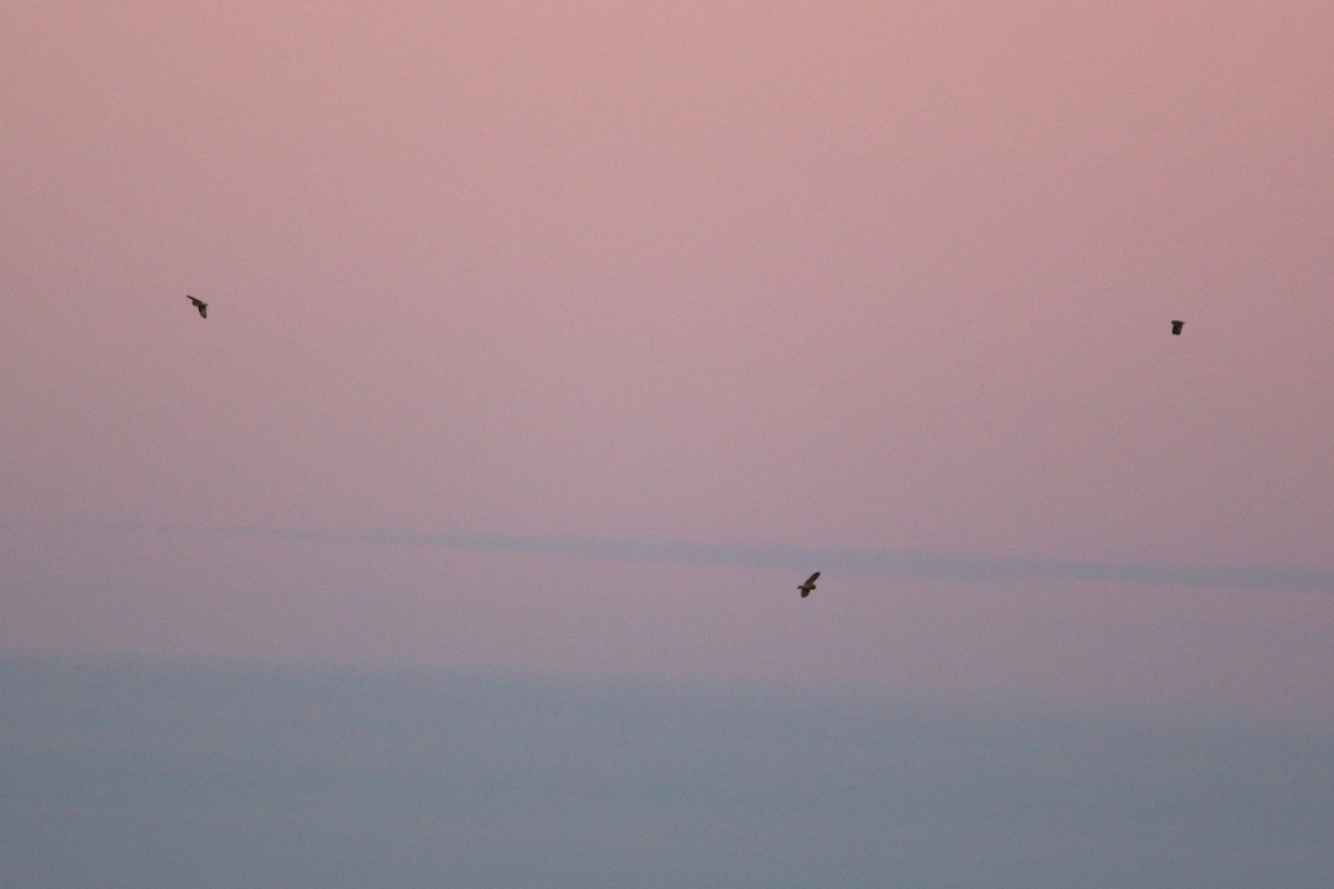 Short-eared Owl - ML645752073