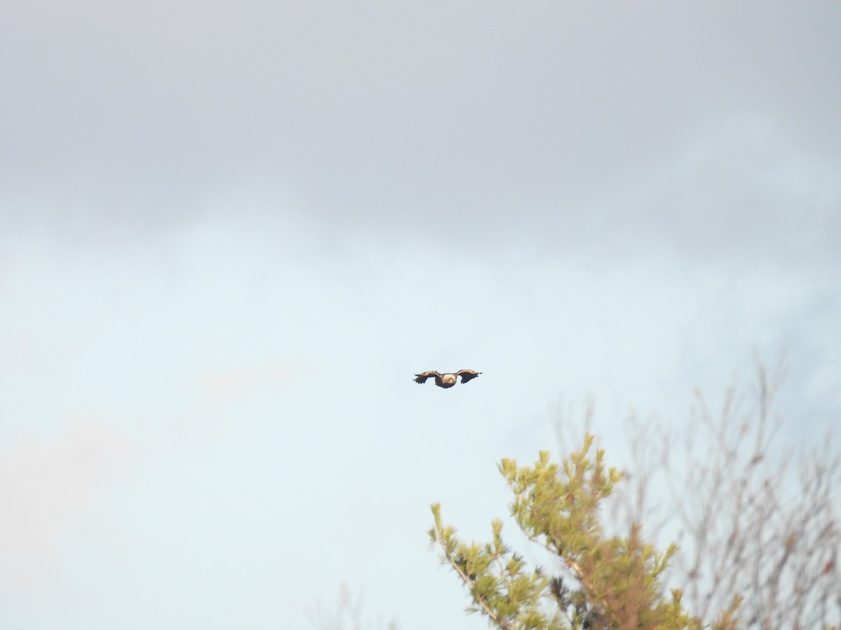 Golden Eagle - ML645752074