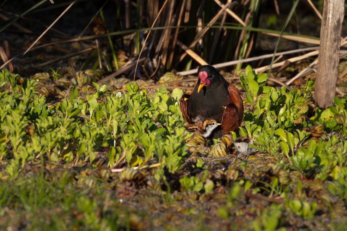 Wattled Jacana - ML645752094