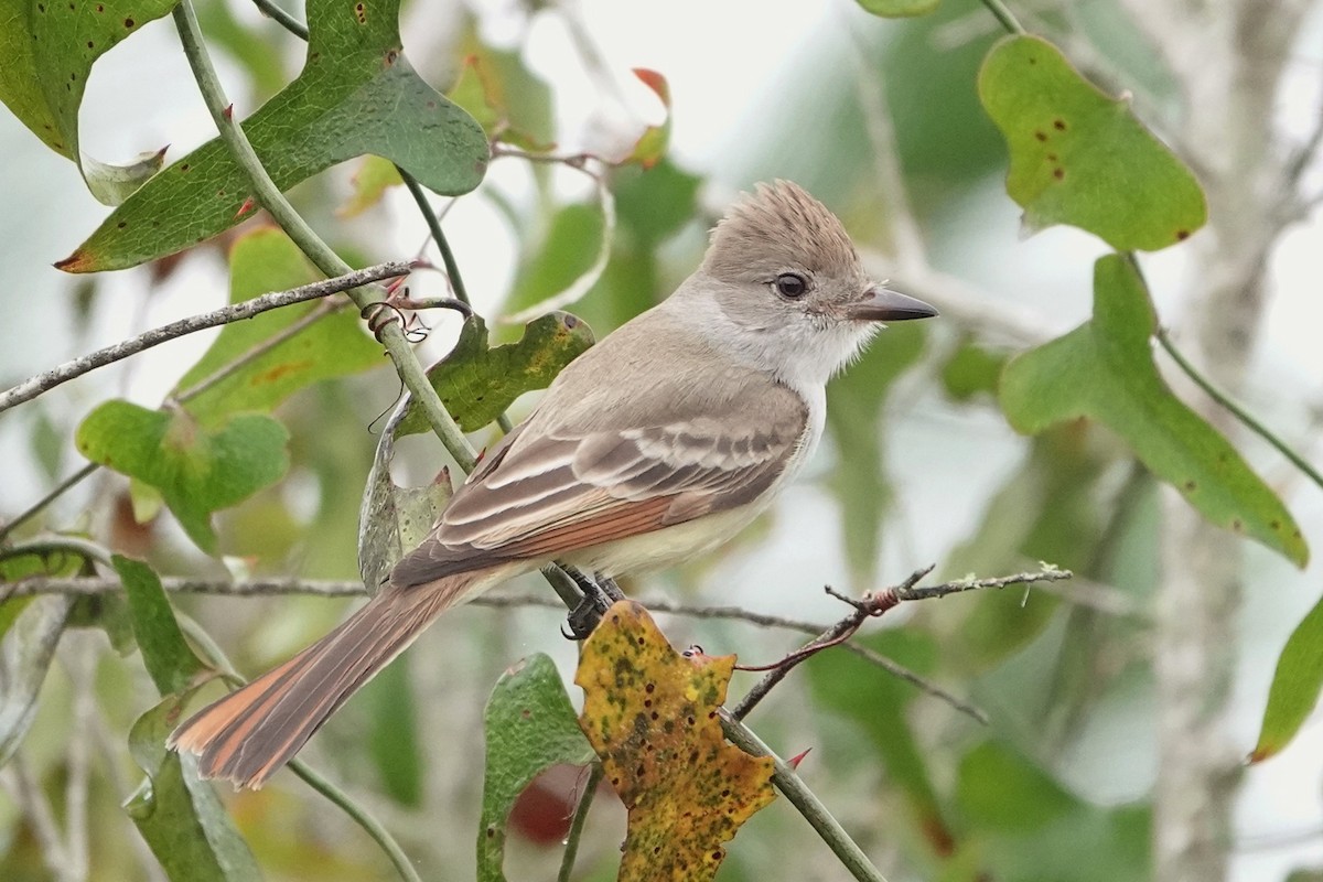 Ash-throated Flycatcher - ML645752096