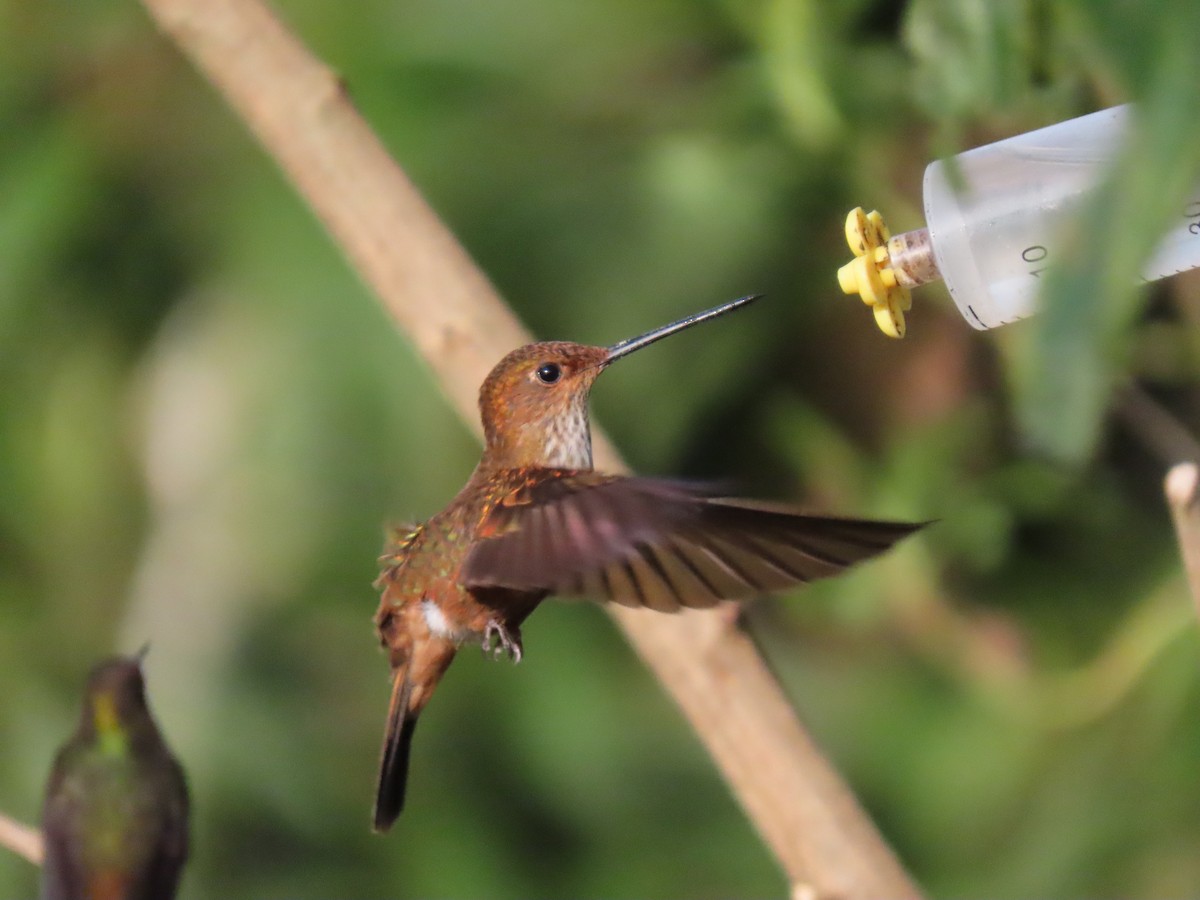 Bronzy Inca - ML645752117