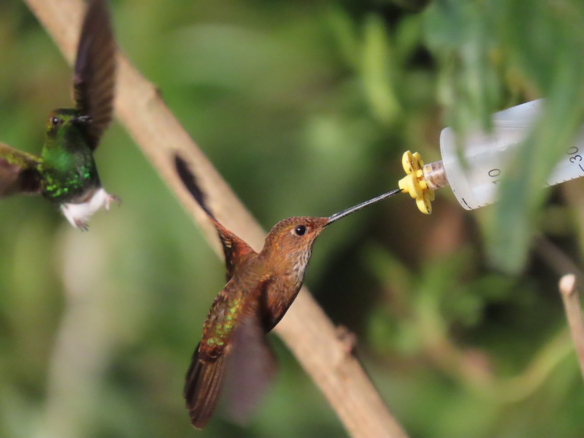 Bronzy Inca - ML645752118